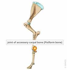 Image result for Pisiform Bone