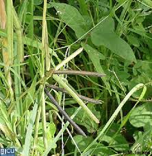 Image result for Vigna reticulata