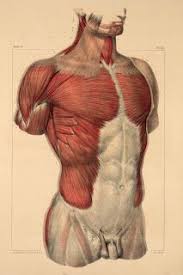 It is used for a huge. Inspirational Artworks Anatomy Images Anatomy Images Anatomy Drawing Body Anatomy