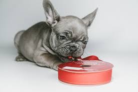 French bulldogs puppy for sale 2 boys 2 month old ready to go to new house. Red Truck Bulldogs French Bulldog Breeder Toronto Ontario