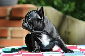 Older versions of french bulldog candy match 3 apk also available with us: Bonbon French Bulldogs Www Bonbonfrenchies Com French Bulldog French Bulldog Puppies Bulldog