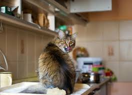 Your first instinct may be to bathe kitty, which she may or may not agree to. Dangerous Foods For Cats Petmd