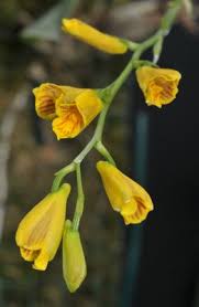 Image result for Disperis sp. nov. aff. macowanii