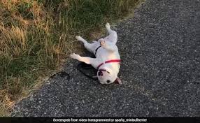 This Lazy Dog Hates Walks His Videos Have The Internet In Stitches