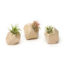 The best thing about air plants is their ease and versatility. 11 Cool Ideas To Create Air Plant Zen Garden Design Swan
