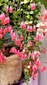 Image result for Kalanchoe uniflora