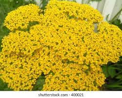 Fernleaf Yarrow High Res Stock Images Shutterstock