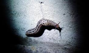 Image result for site:byggahus.se grythyttan