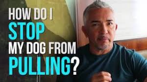 This stops both the walk and the reward of your interaction. How To Stop Your Dog From Pulling Youtube