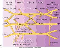 Brachial Plexus Its Clinical Importance Part I Steemit