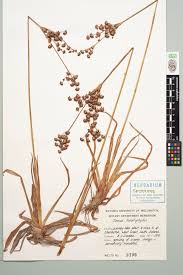Image result for Juncus lomatophyllus