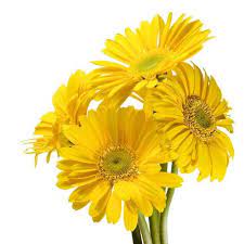 Gerbera Flower In Bengaluru Latest Price Mandi Rates From Dealers In Bengaluru