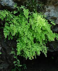 Image result for Adiantum capillus-veneris