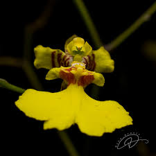 Image result for Ozoroa gomesiana