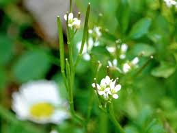 Image result for Cardamine trichocarpa