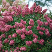 One sign of a true gardener is that they can always make room for one more plant that catches their eye. Fire Light Panicle Hydrangea Hydrangea Paniculata Proven Winners
