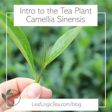 Introduction To The Tea Plant Camellia Sinensis Leaf Logic Wellness Tea Green Tea Plant Tea Plant Plants