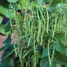 Bush bean and pole bean varieties are commonly grown in the outdoor garden during the growing season and both have benefits that a home grower might prefer. Best Green Beans To Grow In Containers Brown Thumb Mama