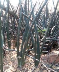 Image result for Senecio pleistocephalus