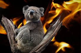 Fotograf Koala Avustralya Ates Hayvan Evcil Hayvan Sincap Marsupial Vahsi Hayat Agac Bitki Kurk 3672x2450 Nino Magnolia 1602661 Ucretsiz Resimler Pxhere