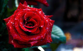 Here you can find the best red rose wallpapers uploaded by our community. 1000 Best Rose Mac Wallpapers Free Hd Download Allmacwallpaper