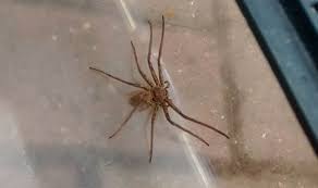 I really don't understand the stigmas behind killing a cat. Huntsman Spider The Size Of Human Palm Spotted In Uk Nature News Express Co Uk