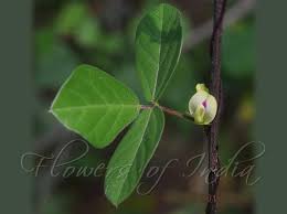 Image result for Macrotyloma uniflorum