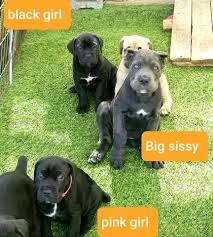 Customers that are interested in purchasing one of the cane corso puppies for sale. Cane Corso Puppies For Sale Purebred Mastiff Puppies For Sale