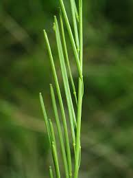 Image result for Turritis