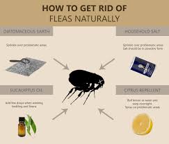 How To Get Rid Of Fleas In The House Fast With Natural Remedies How To Get Rid Of Gnats Pest Control Pests