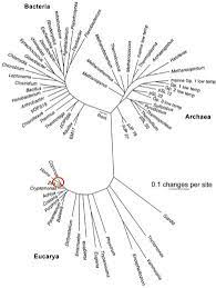 Protocol 16s Amplicon Sequencing Phylogenetic Tree Tree Of Life Tattoo Science Images
