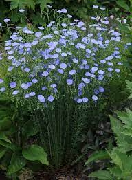 Pin On Garden Delights