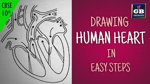 Easy Way To Draw Human Heart Life Processes Ncert Class 10 Biology Science Cbse Syllabus