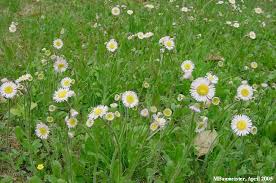 Image result for Roeperocharis wentzeliana