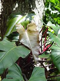 Philodendron Anderson Red Plant On Totem The Philodendron Guru Red Plants Plants Philodendron