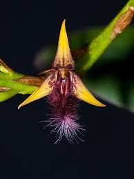Image result for Bulbophyllum rugosibulbum
