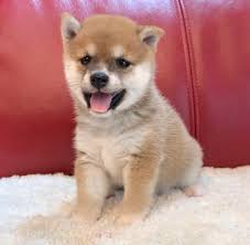 Color:shiba inu breed may be red, sesame, black and tan or white with cream markings. Kat S Shiba Inus Adorable Shibah Inu Puppies For Sale Facebook