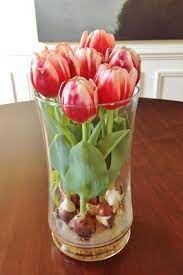 Tulips Are So Foolproof You Can Even Get Them To Grow Without Soil In A Vase Of Water Follow Our Guide To Forcing Tu Growing Tulips Tulips In Vase Tulip Bulbs