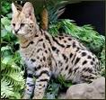 F1 Savannah Kittens for Sale Available F1 Savannah kittens ...