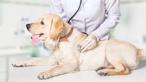 Aurora animal clinic has been proudly serving quality pet medical, surgical, and dental services to the aurora, newmarket, and richmond hill communities aurora animal clinic has been accredited by the american animal hospital association (aaha) since 2000. Diagnostics South Town Animal Hospital South Elgin Vet