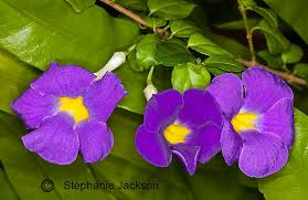 Image result for Thunbergia erecta