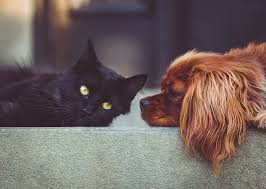 Give your cat several hiding options in the home. The Effectiveness Of Cbd Oil For Dog Aggression Learn About It Here Intune Labs