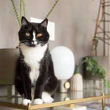 Long haired cat breeds are known for their luxurious coats. 10 Cat Breeds With Black And White Coloring
