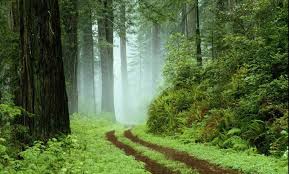 Sudah seharusnya negara mempergunakannya untuk kepentingan kesejahteraan rakyat banyak. 10 Kepentingan Hutan Kepada Hidupan Dan Manusia Mobile