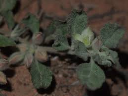 Image result for Glinus lotoides