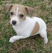 This Is Tiny A Rat Terrier Puppy 3 Rat Terrier Puppies Rat Terriers Terrier Puppies