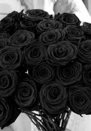 Ca893376dffa0230b8e14570206e5ad1 Black Roses Black Flowers Jpg 480 689 Black Rose Picture Black Rose Black Bouquet