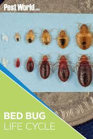 Be wary of companies that make unrealistic claims that bed bugs can be controlled with one visit. Bed Bugs Are Small But Mighty Pests They Can Reproduce Quickly Making Infestations Difficult To Treat And Survive Months Without A Bed Bugs Life Cycles Bugs