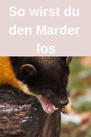 pin auf tiere hunde katzen und co 10 dingen die du wissen solltest