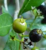 Image result for Pavetta barbertonensis